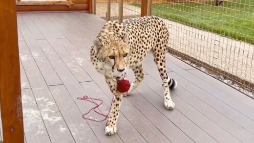 把美洲狮玩过的玩具拿给猎豹，它是什么反应？猎豹闻着味道茫然了