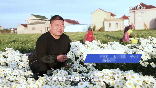 江苏兴化:菊花飘香幸福来