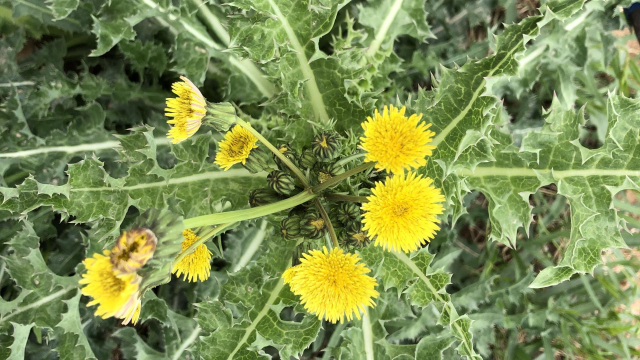 田间和蒲公英长得特别像的植物,营养丰富价值还高,你认识吗?