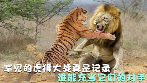  罕见的虎狮大战真是记录，谁能充当它们的对手，谁才是猫科王者