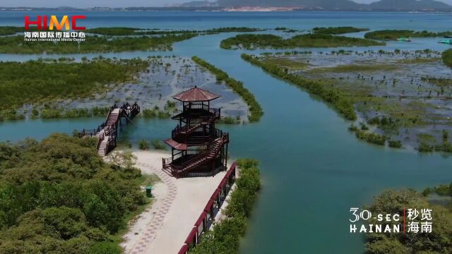 海南这十年ⷱ00集《秒览海南》 | 第31集:打卡“海上绿洲”——海南陵水红树林国家湿地公园