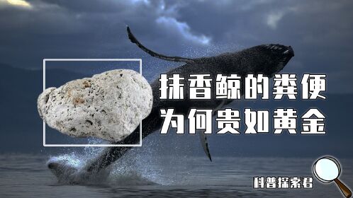 1千克能卖6万元!抹香鲸的"粪便"为何如此昂贵?它到底有啥用途