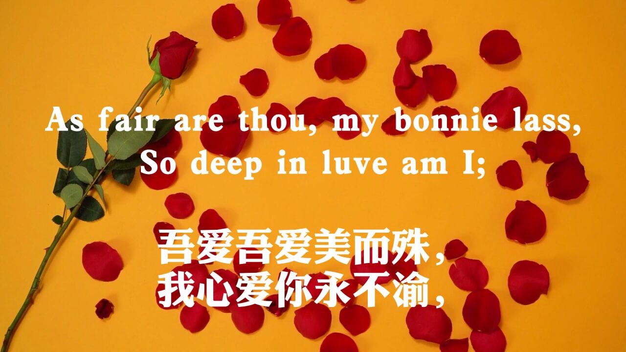 英文诗歌：ARedRedRose（红玫瑰）_腾讯视频