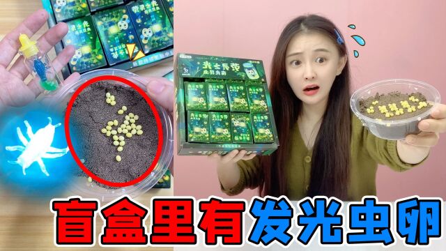 昆虫盲盒里有“发光虫卵”!埋进土里就能孵化,真孵出了发光虫?