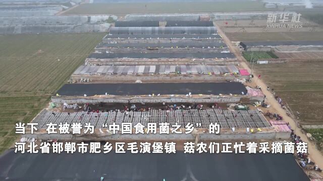 科技助力“中国食用菌之乡”开拓海外市场