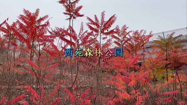 河北省邯郸市武安市西苑森林公园欢迎大家