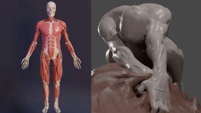 Blender人像雕塑肌肉雕刻3D解剖学大师级视频教程 RRCG