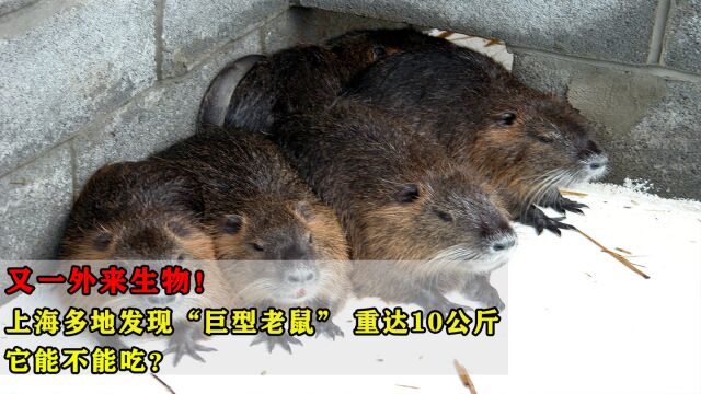 又一外来生物!上海多地发现“巨型老鼠”,它能不能吃?