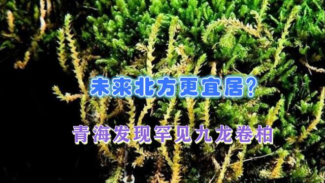 植物北迁?九龙卷柏现身青海,号称“九死还魂”,北方将更宜居吗