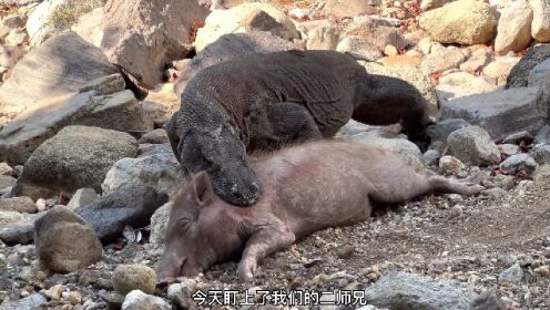国外摄影师拍下科莫多巨蜥暴力治服大肥猪画面，实在过于残忍！