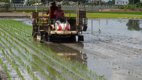 稻米的一生：水稻的种植与收割