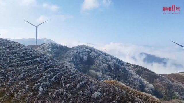 湿冷or回暖?未来几天柳州的天气→