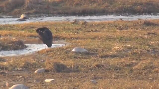 河北赞皇:生态环境大改观 槐河湿地鸟儿欢