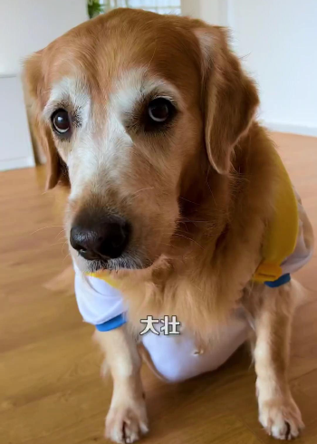 没想到,大壮是个这么善良的好狗狗!