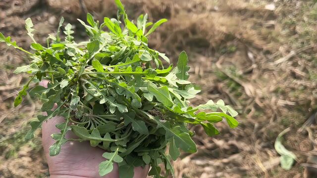 冬季特有美味野菜,鲜嫩大颗营养高,田间到处都是挖着过瘾又解压