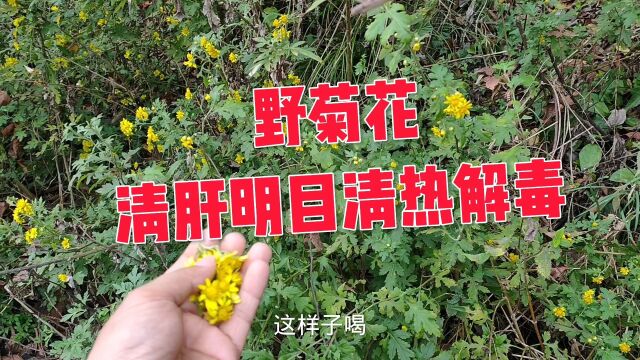 野菊花:清肝明目清热解毒,你是这样采摘的吗?