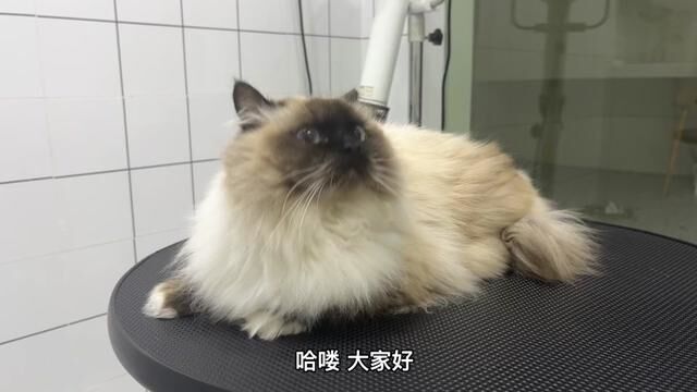 翻新洗护一位重点色布偶猫 全程也太配合了!#猫咪洗护 #布偶猫 #喵星人 #武汉宠物店