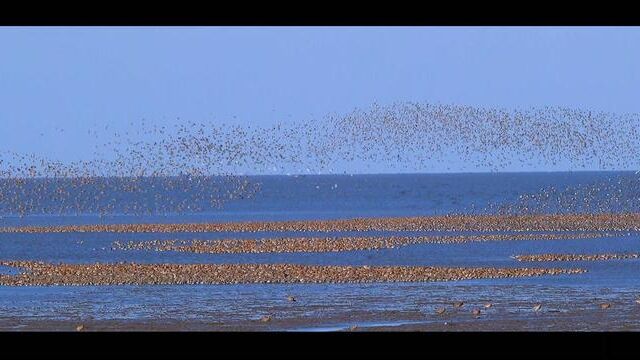 世纪奇观【丹东鸟浪】#野生鸟类摄影 #4k超高清