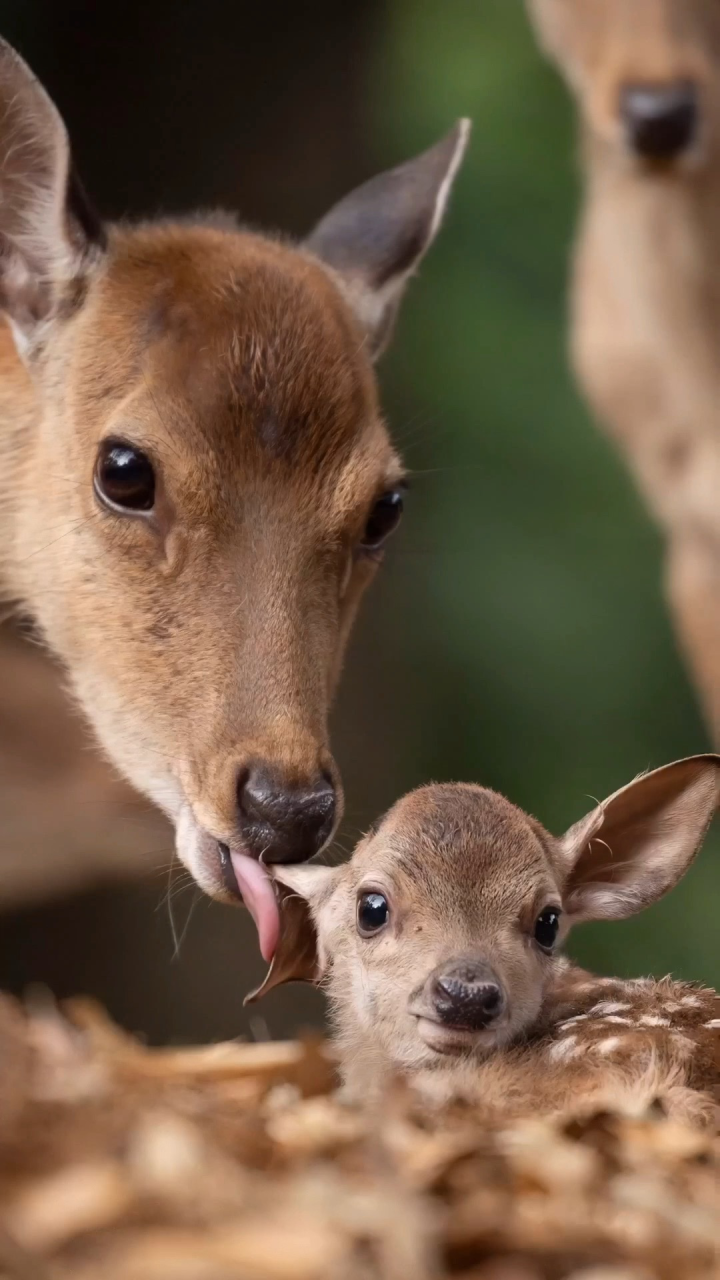 野生动物之美,拥有感动人心的力量!