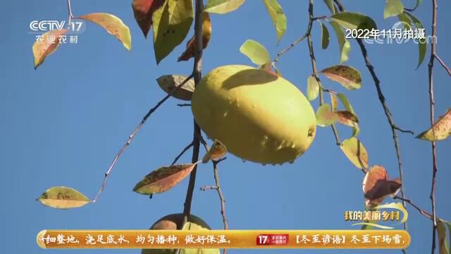 CCTV17《我的美丽乡村》木瓜小镇的幸福故事