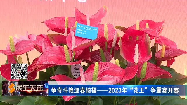 争奇斗艳迎春纳福——2023年“花王”争霸赛开赛