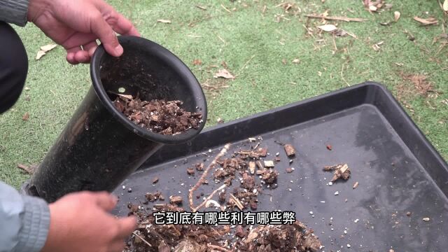 兰花翻盆使用的植料有哪些利弊?看完你就知道了