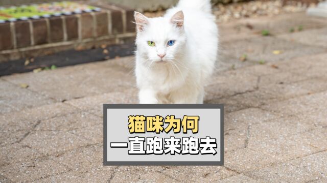 猫咪一直跑来跑去是怎么回事?