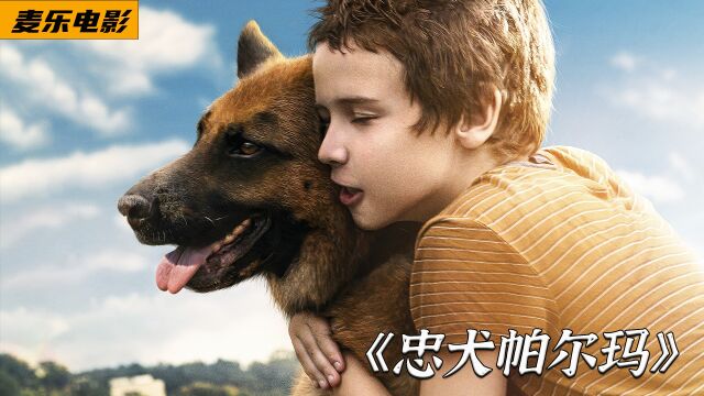 高分冷门佳作:忠犬竟被抛弃,却始终不离不弃!#忠犬帕尔玛