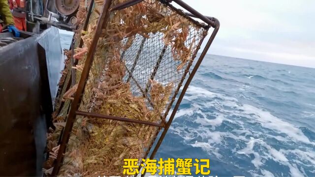 恶海捕蟹记 基斯船长顶着狂风巨浪捕捞雪蟹,装满渔船赚取八千万