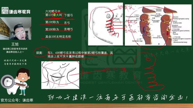 谦齿寒2023年口腔执业(含助理)医师资格考试——口腔组织病理学