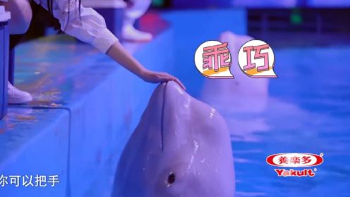 上海海昌海洋馆的海豚，温柔听话，能听懂人的指示｜蜜食记