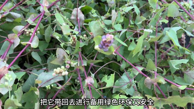 农村不起眼的“止咳草”,好多人都还不认识它,赶紧认识并了解下