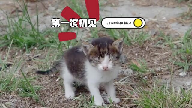 拯救瞎眼小猫,白富美成长记,逆袭成功