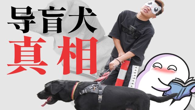 导盲犬是骗人的?亲身体验盲人生活后,我终于悟了...