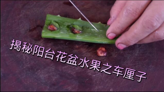 揭秘阳台花盆水果之车厘子