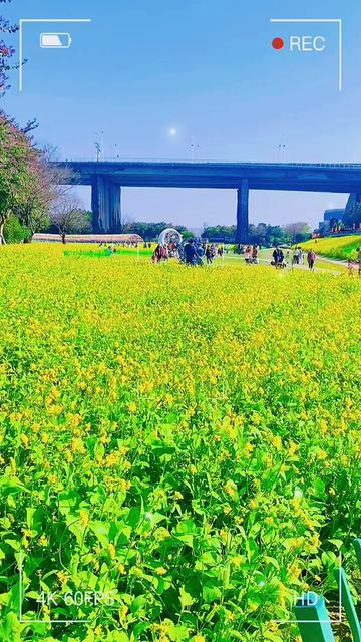 福建省福州市,福州花海公园油菜花绽放