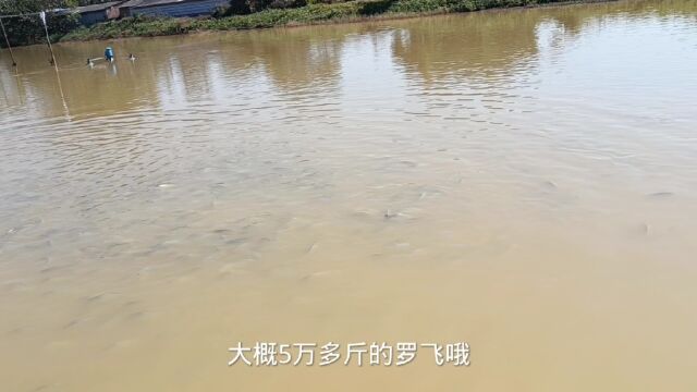 2023罗飞也盼涨价,新的一年水产应该规划养什么品种好