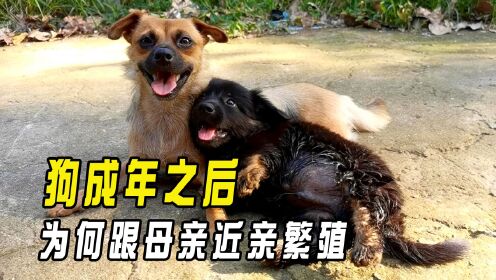 狗成年之后,为何会跟自己母亲近亲繁殖?动物难道没有羞耻心?_高清1080P在线观看平台_腾讯视频