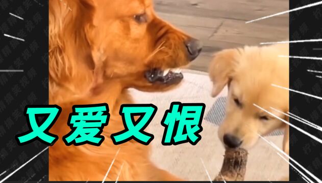 狗爸爸:是亲生的,亲生的,我不生气!