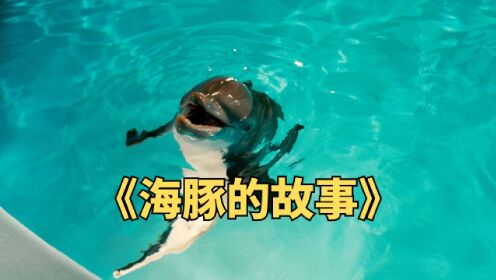 一只失去尾鳍的海豚，在男孩的帮助下重新学会了游泳《海豚的故事》
