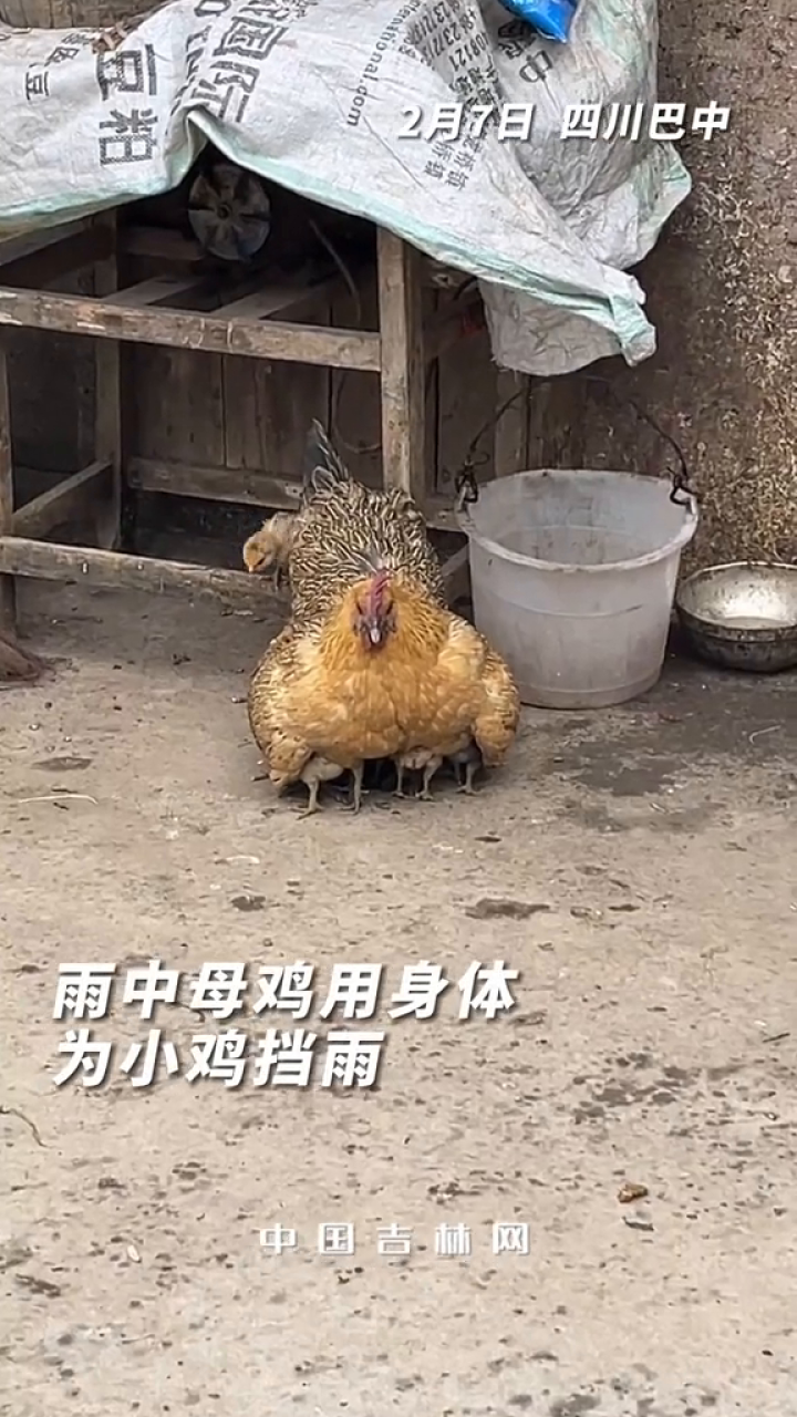 雨中母鸡用身体为小鸡挡雨,母爱伟大,鸡妈妈一动不动直到雨停