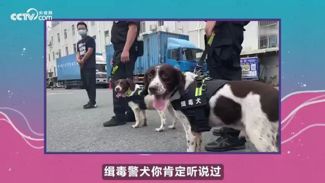 “警察鼠鼠”,出动!