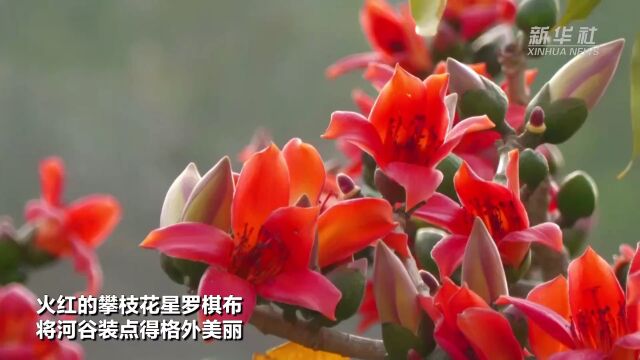 云南红河:攀枝花开春意浓