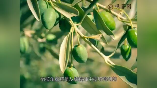 @观菩园:橄榄角鲨烷