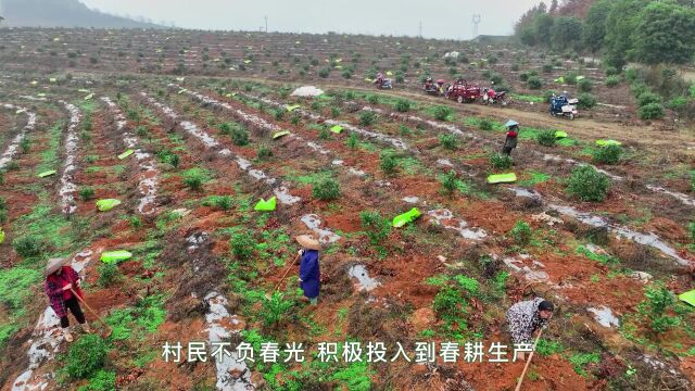 怀化市靖州县灯塔村:林下经济点亮致富“灯塔”