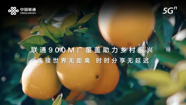 900M网络怎么样?福建果农有话说!