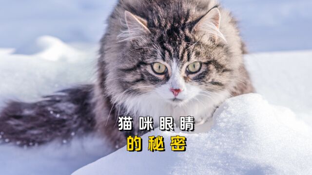 1分钟,带你了解猫咪眼睛的秘密