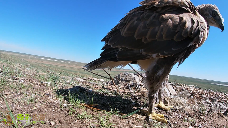 鹰弟和鹰哥争抢食物,嘴脚并用,被哥哥野蛮抢走