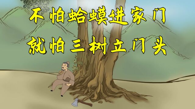 “不怕蛤蟆进家门,就怕三树立门头”,为啥?指哪三种树?