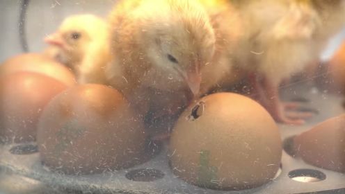 记录鸡崽孵化全过程